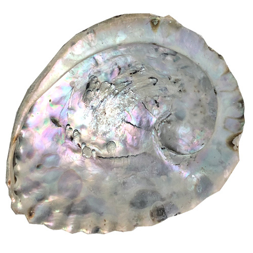 Abalone Muschel 15x17 cm