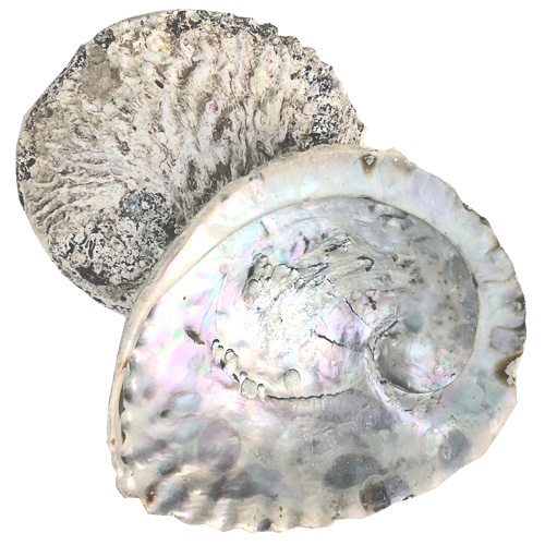 Abalone Muschel 11x15 cm